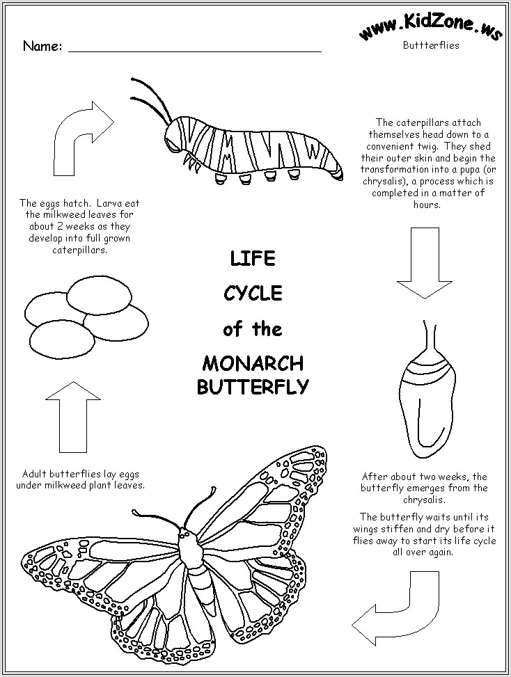 Butterfly Life Cycle Order Worksheet