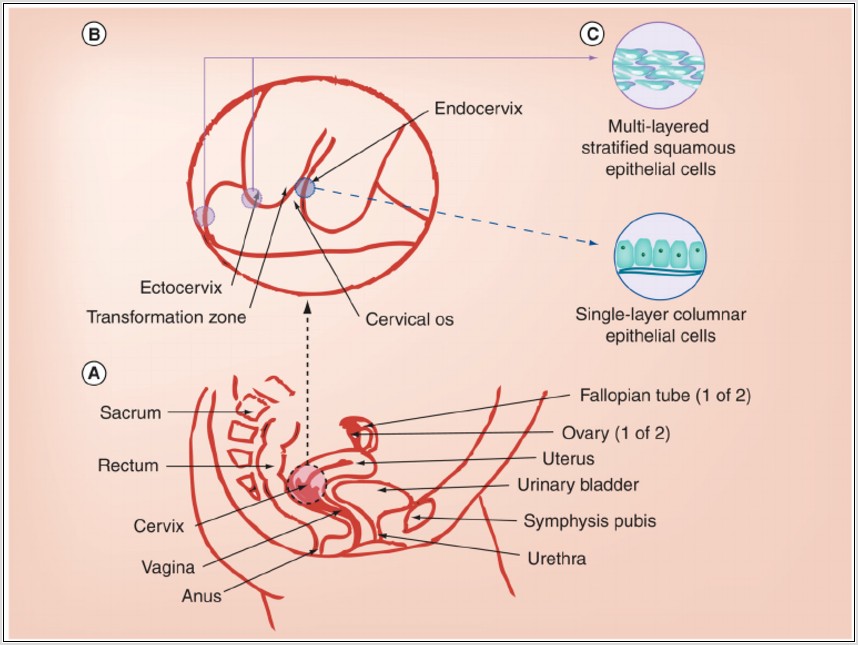 Female Genital Anatomy Diagram