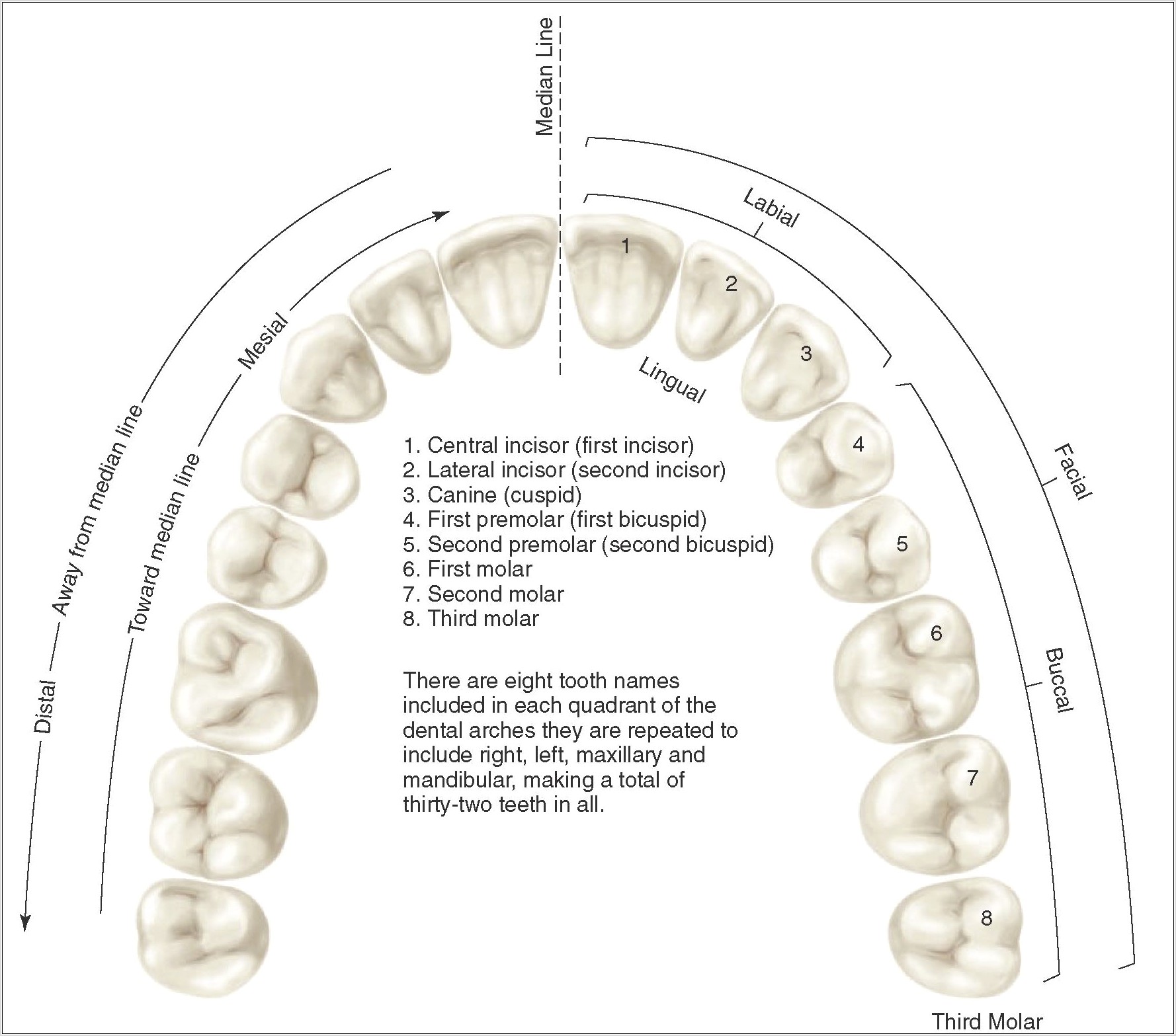 Human Teeth Diagram With Numbers