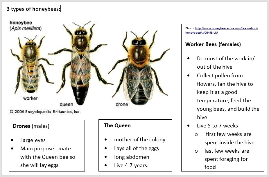 Life Cycle Bee Worksheet