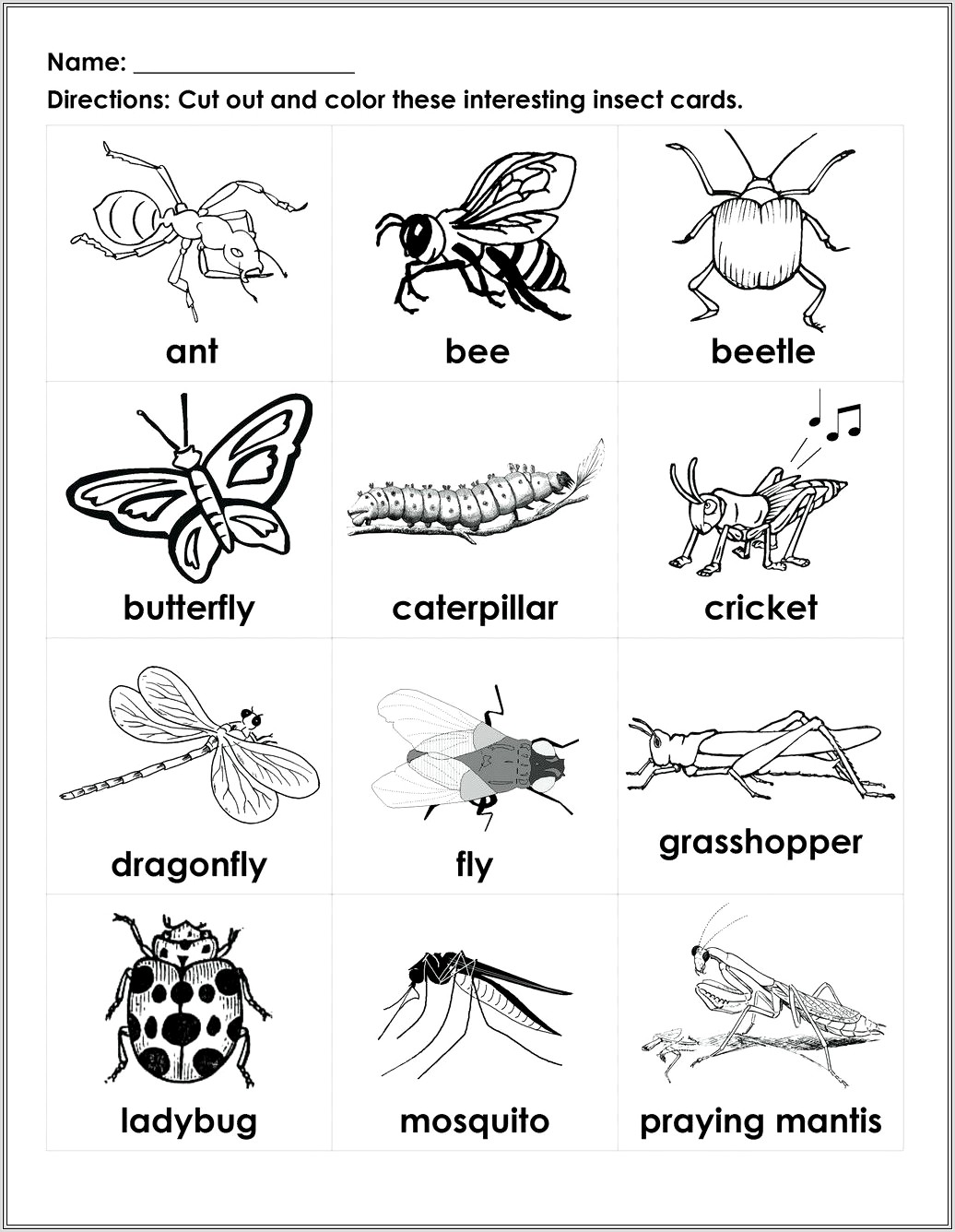 Life Cycle Insect Worksheet