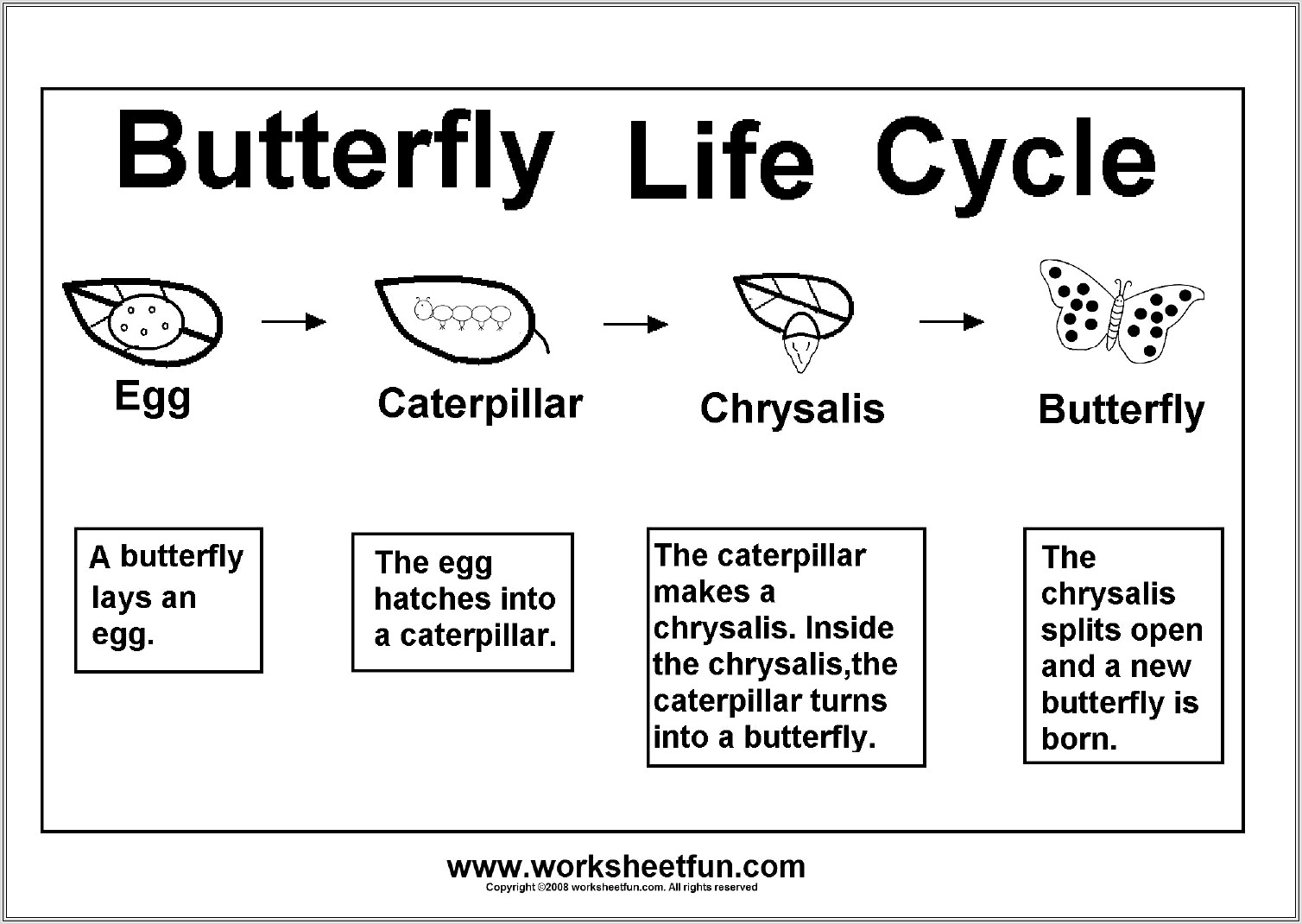 Life Cycle Sequencing Worksheet