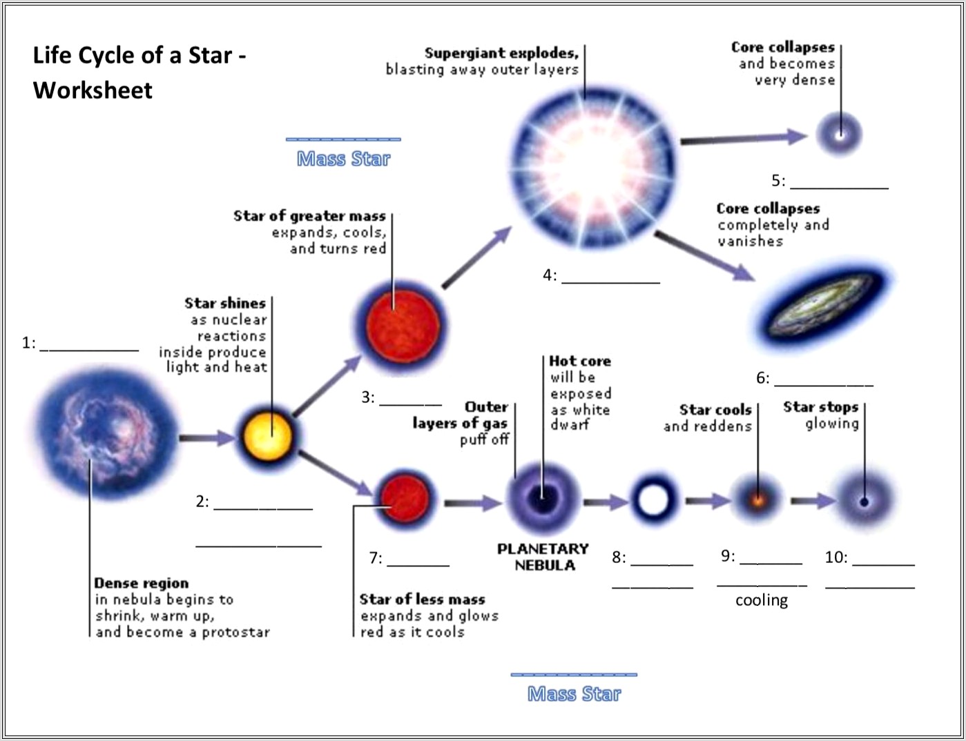 Life Cycle Star Worksheet