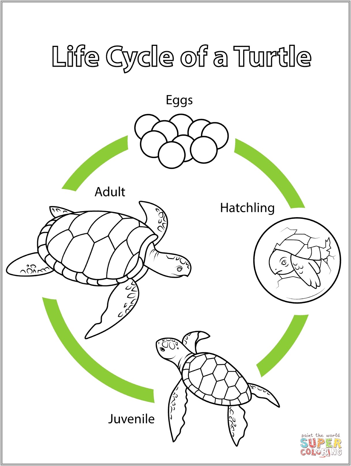 Life Cycle Turtle Worksheet