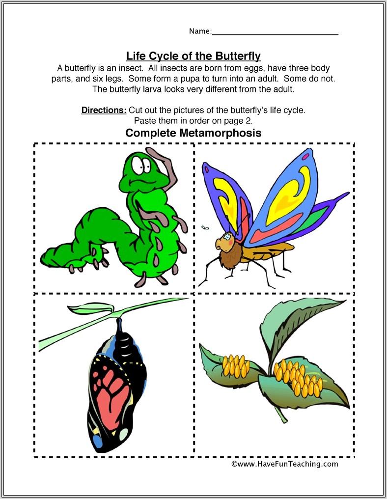Life Cycle Worksheet Butterfly