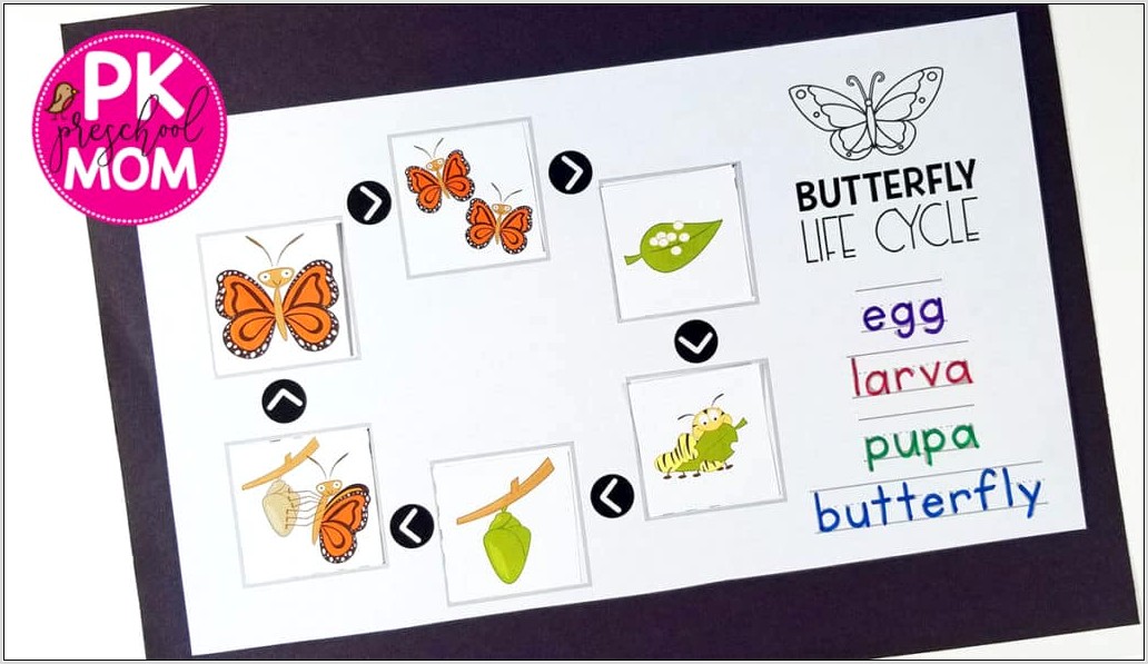 Preschool Worksheet Butterfly Life Cycle